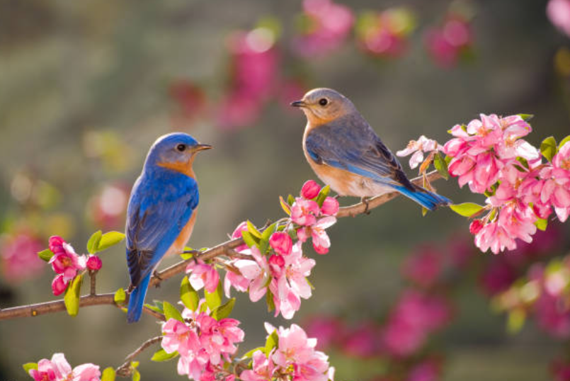 Sony Online course birding